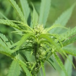 Medyczna marihuana łączy Polaków?